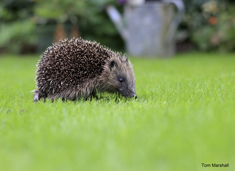 hedgehog