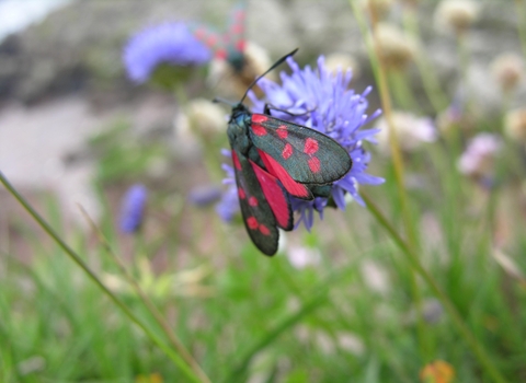 Six spotted burnet moth
