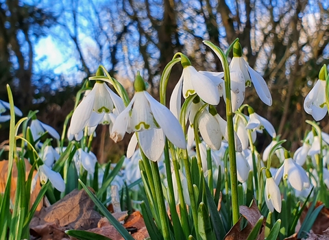 Snowdrop