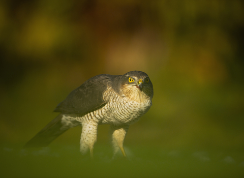 Adult sparrowhawk in an urban garden, The Wildlife Trusts