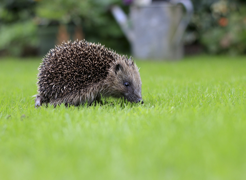 Hedgehog (©Tom Marshall)