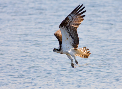 osprey