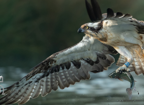 Osprey appeal