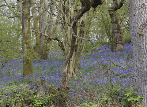 Launde Big Wood