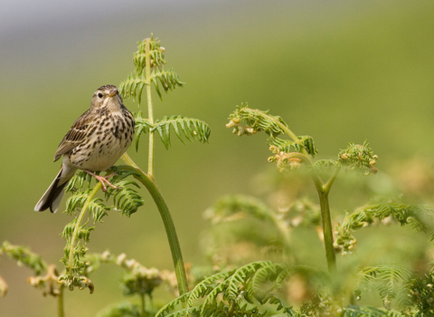 Meadow pipit