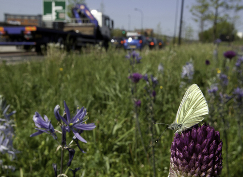 Wild flower planting in urban situation, with green-viened white butterfly, Pieris napi, Sheffield city centre - Paul Hobson