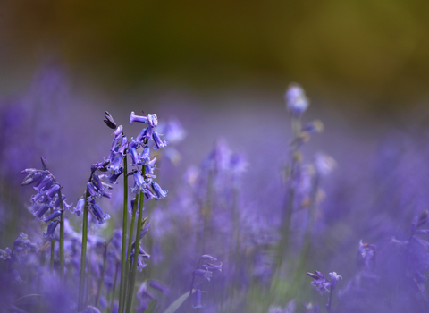 Bluebell carpet in an ancient woodland