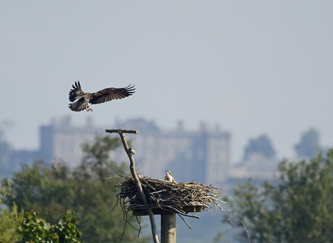 Osprey Volunteers - Spotlight