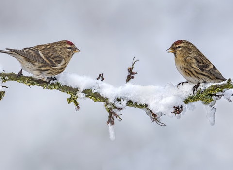 Lesser redpolls @ Ulverscroft Nature Reserve (c) Gianpiero Ferrari