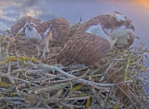 Two ospreys on the nest