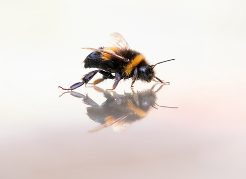 BumbleBee052Jon Hawkins Surrey Hills Photography