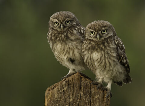 Credit Russell Savory