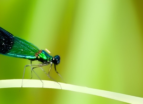 Banded Demoiselle on leaf