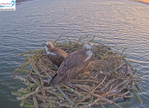 Osprey- Manton Bay 2025