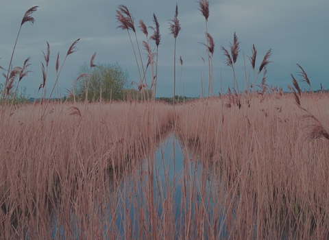 Reeds at Rutland Water