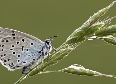 Large Blue Butterfly