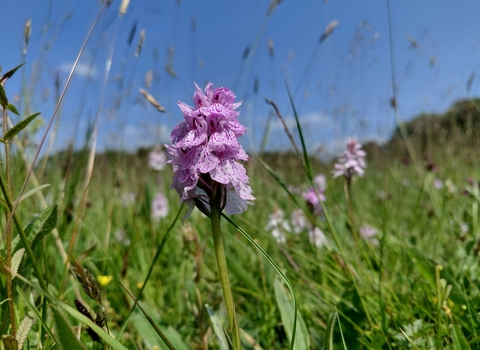 A pink orchid in bloom in a wildflower meadow, beneath a blue and mostly cloudless sky.