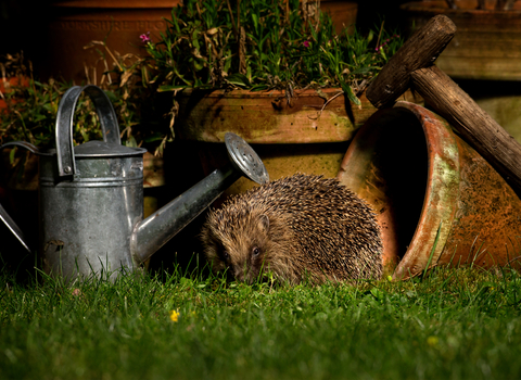 Hedgehog - Jon Hawkins