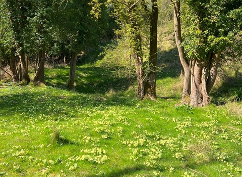 Cowslips on grassland, close to some trees