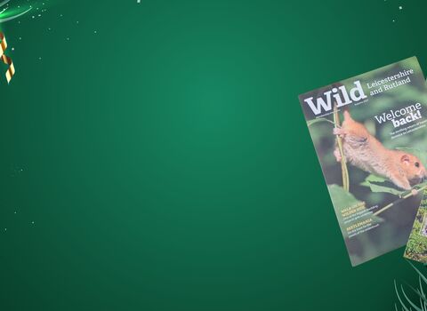 Christmassy background overlaid with the gift membership components