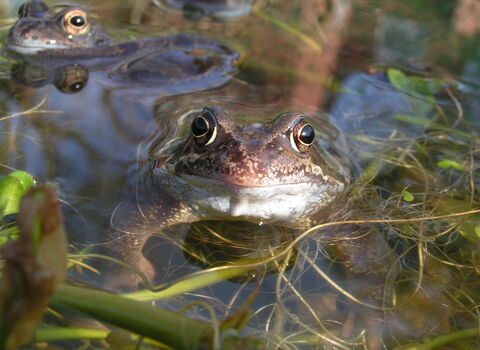 COMMON FROG