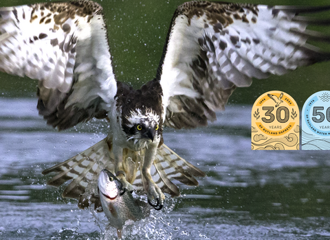 Osprey fishing at Rutland Water with anniversary logos