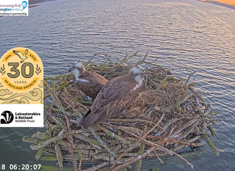 Osprey Webcam 30 years