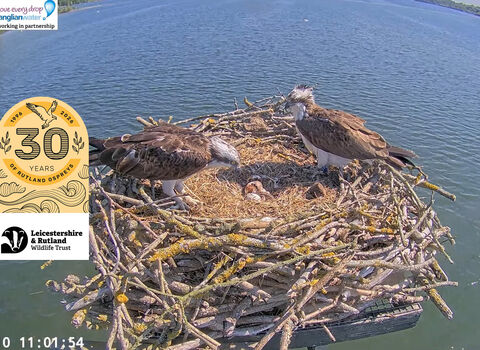  2025-05-10 Maya, 33(11) and the first chick on nest