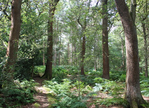 Photo of Charley Wood in the sunshine