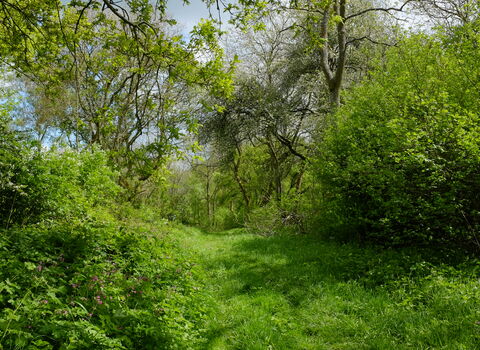 A lush green woodland in springtime, with a grassy ride cutting through the centre. Blue skies can be seen between the trees, and small pink flowers peak through the dense shrubbery which lies on both sides of the border of the ride.