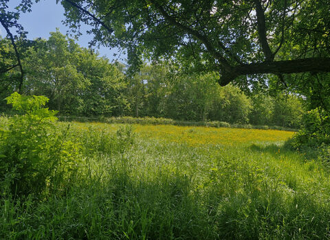 A verdant green field bursting with a plethora of plant life. The grassland is dominated by small yellow flowers under blue skies. Part of a tree comes into view from the righthand side of the photo, framing the field beyond. Sunlight bathes the view in a golden glow. A wooden fence can be seen in the distance, stretching across the entire length of the photo, and is lined with trees and more plant life.