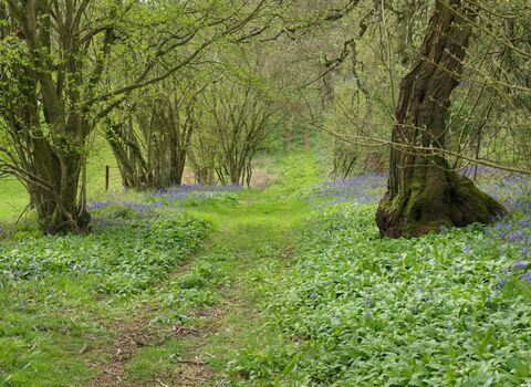 Woodland bathed in green, with a dirt track running through the centre of the woodland. Carpets of Bluebells and Wild Garlic are on either side of the track. A barbed wire fence is to the left past the trees, with grassland beyond, just out of frame.