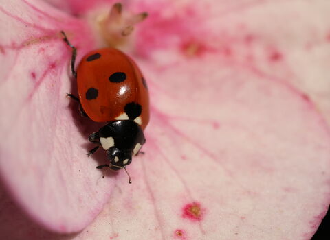 Ladybird