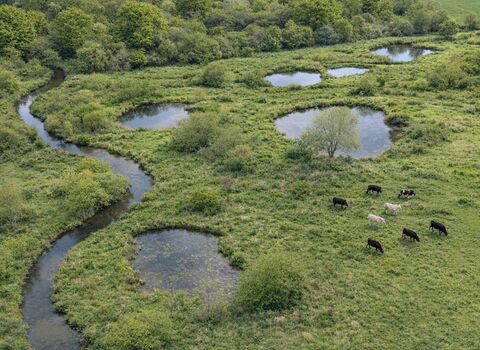 AI generated speculative image of Rewilding Harborugh Project