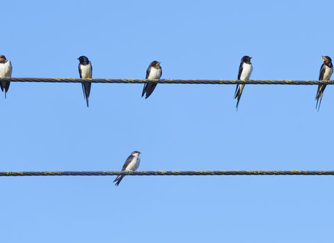 Swallows and House martins