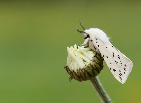 White ermine