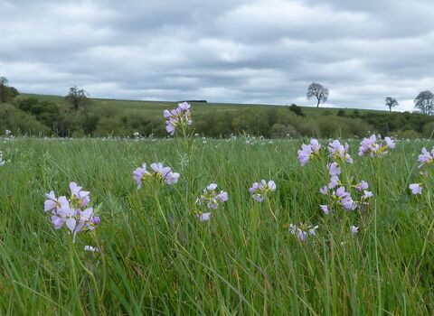 Cuckoo flowers in field with hills and clouds in the background
