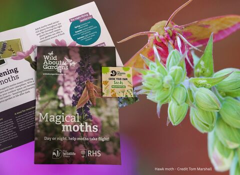 Moth promo banner - Credit Tom Marshall/LRWT