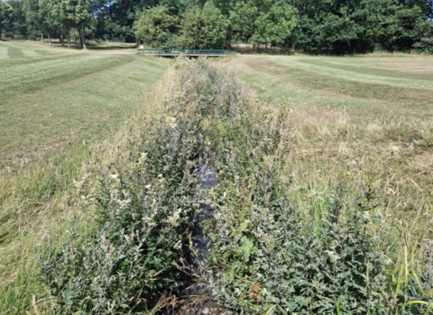 The Evington Brook