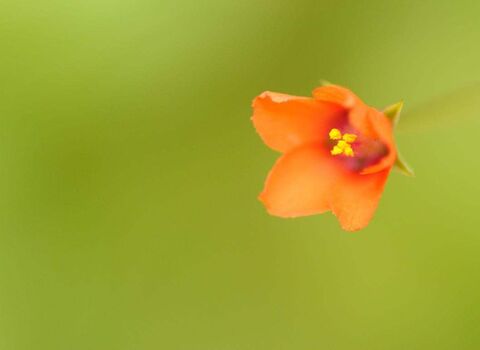 Scarlet Pimpernel - Amy Lewis