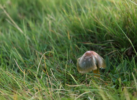 A parrot waxcap growing amongst medium-length grass. It's a small toadstool with a glistening greenish-red cap