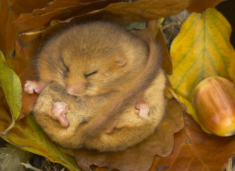 Dormouse, credit Danny Green/2020VISION