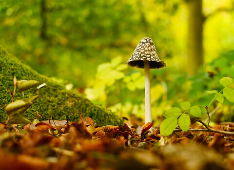 Magpie inkcap, Credit Logan Walker
