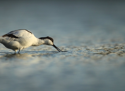 Avocet