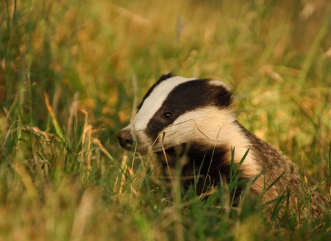 Badger