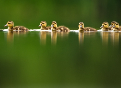 Ducklings