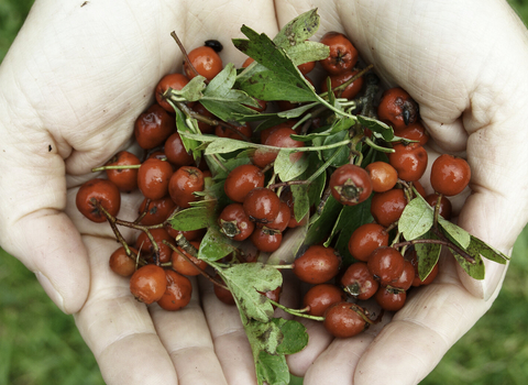 Hawthorn berries in the hand