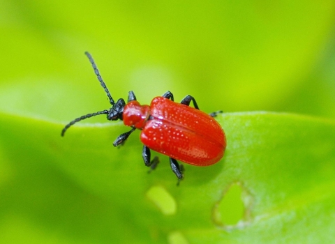 Lily beetle