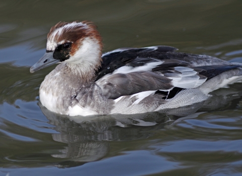 Smew (c) Gillian Day