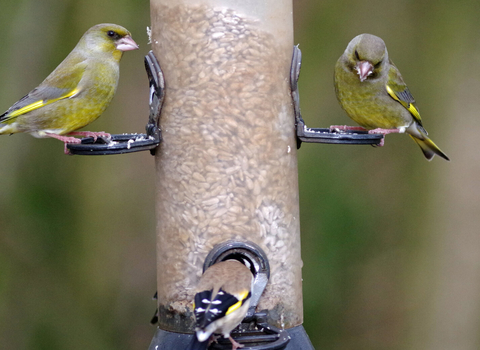 bird feeder
